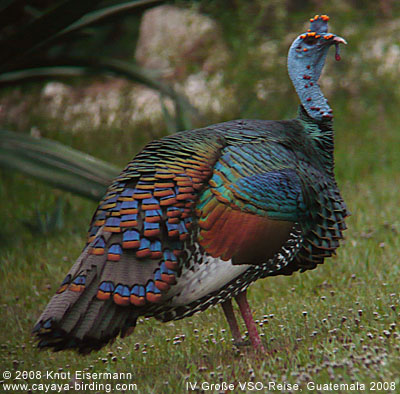 Ocellated Turkey