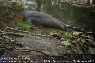 Barred Forest-falcon