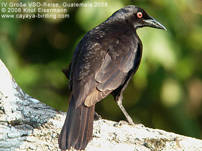 Giant Cowbird