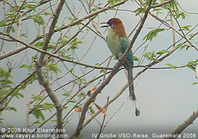 Russet-crowned Motmot