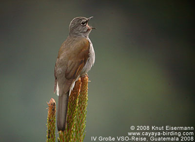 Brown-backed Solitaire