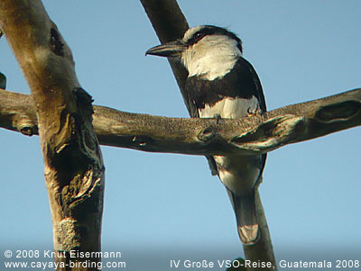 White-necked Puffbird