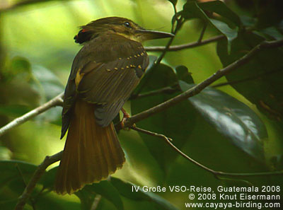 Royal Flycatcher