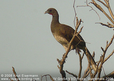 White-bellied Chachalaca