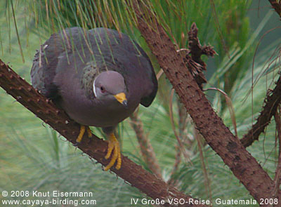 Band-tailed Pigeon