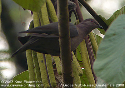 Short-billed Pigeon