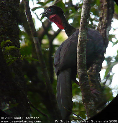 Crested Guan