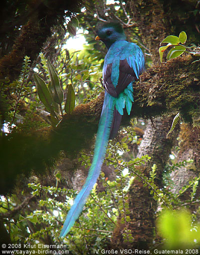 Resplendent Quetzal