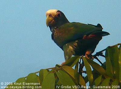 White-crowned Parrot