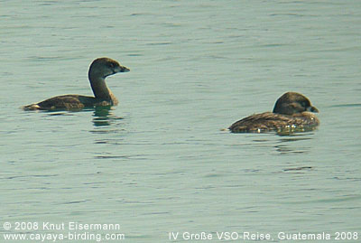 Pied-billed Grebe