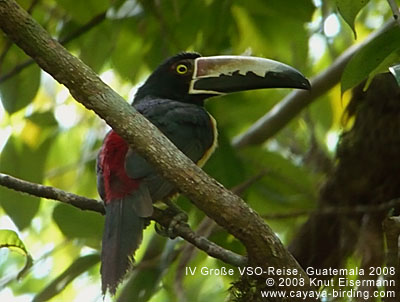 Collared Aracari