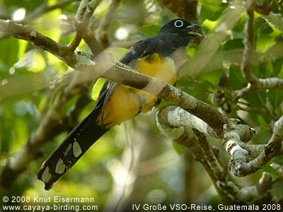 Black-headed Trogon