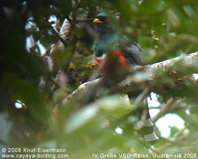 Mountain Trogon