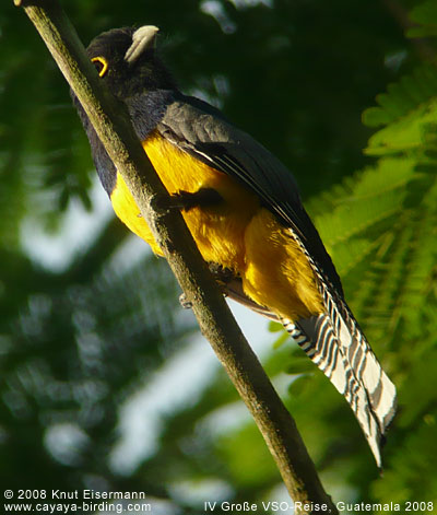 Violaceous Trogon