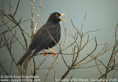 Black Robin