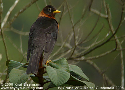 Rufous-collared Robin