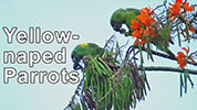 Yellow-naped Parrot feeding on Erythrina poeppigiana fruit