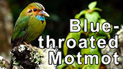 Blue-throated Motmo wet from the rain