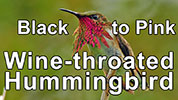 Pink flash of a Wine-throated Hummingbird