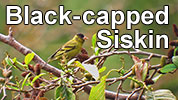 Black-capped Siskins feeding on alder