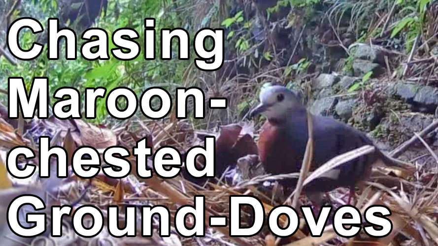 video of Maroon-chested Ground-Doves