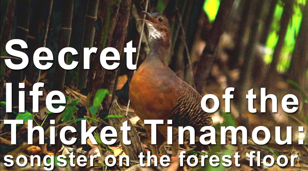 Thicket Tinamou singing devotedly