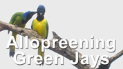 Allopreening Green Jays