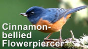 Male Cinnamon-bellied Flowerpiercer