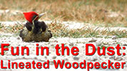 Dust-bathing Lineated Woodpecker