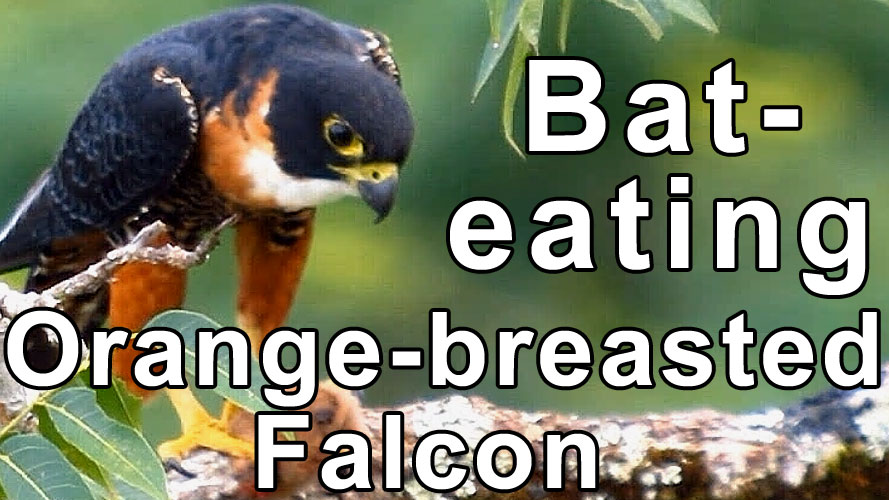 Orange-breasted Falcon feeding on a Fruit-eating Bat