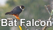 Bat Falcon