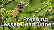 Preening Lesser Roadrunner