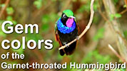 Garnet-throated Hummingbird displaying its gem colors
