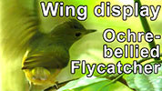 Wing display of Ochre-bellied Flycatcher
