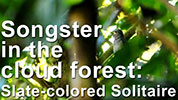 Songster in the cloud forest: Slate-colored Solitaire