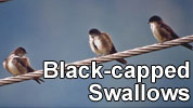 Black-capped Swallow