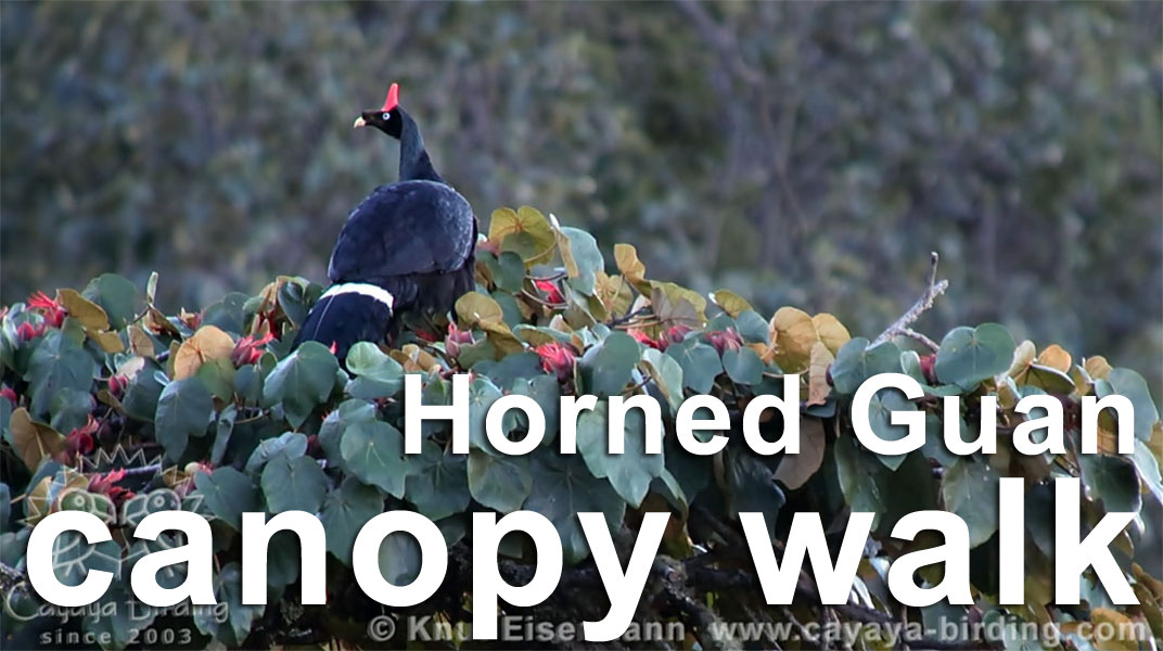 Horned Guan