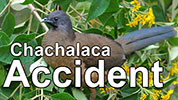 Plain Chachalaca having a little accident