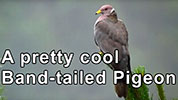 A preety cool Band-tailed Pigeon in the rain storm
