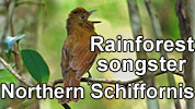 Songster in Central American rainforests: Northern Schiffornis