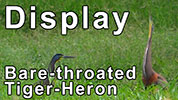 Bare-throated Tiger-Heron