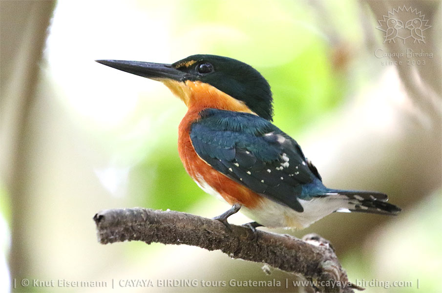 American Pygmy Kingfisher, CAYAYA BIRDING relaxed Volcano - Mangrove - Birding - Tour in Guatemala