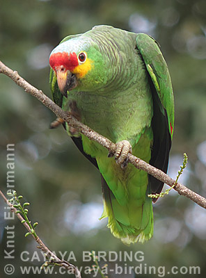 Red-lored Parrot